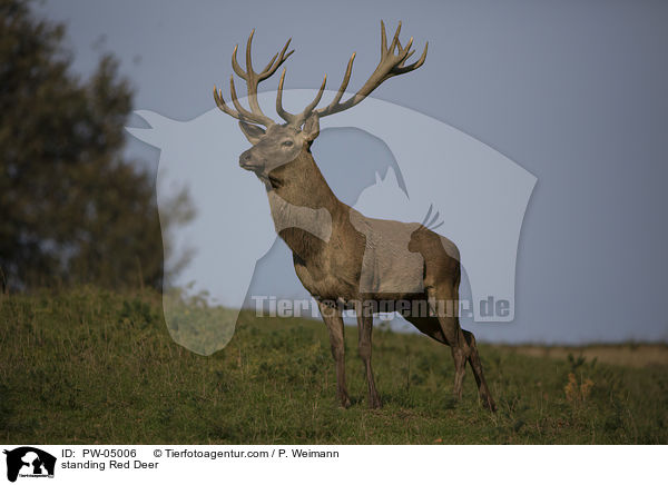 stehender Rothirsch / standing Red Deer / PW-05006