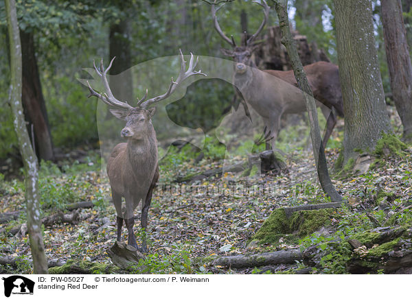 stehende Rothirsche / standing Red Deer / PW-05027