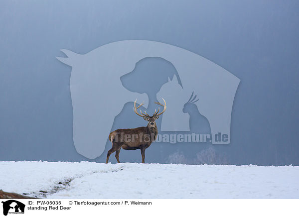 stehender Rothirsch / standing Red Deer / PW-05035