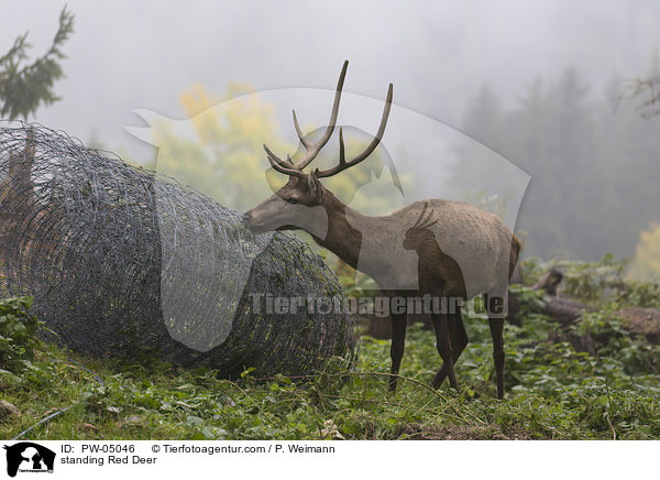 stehender Rothirsch / standing Red Deer / PW-05046