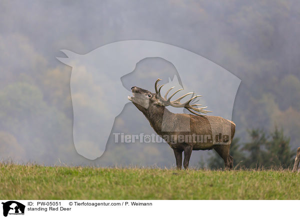 stehender Rothirsch / standing Red Deer / PW-05051