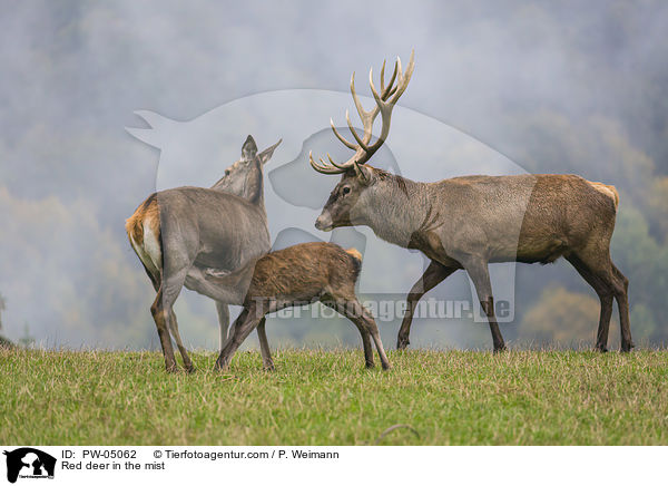 Rothirsche im Nebel / Red deer in the mist / PW-05062