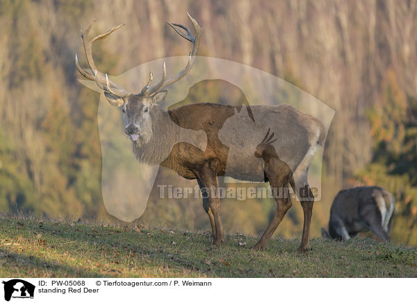 stehender Rothirsch / standing Red Deer / PW-05068