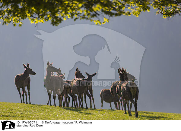 stehende Rothirsche / standing Red Deer / PW-05071