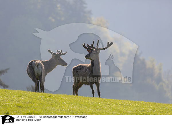 stehende Rothirsche / standing Red Deer / PW-05073