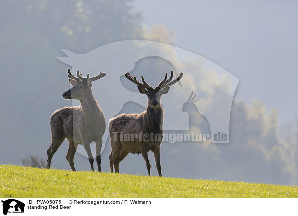 stehende Rothirsche / standing Red Deer / PW-05075