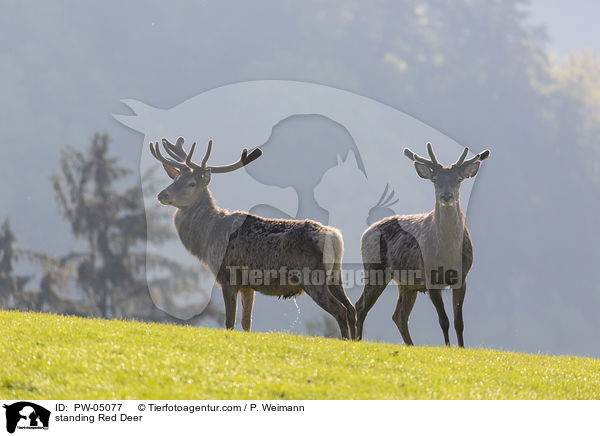 stehende Rothirsche / standing Red Deer / PW-05077