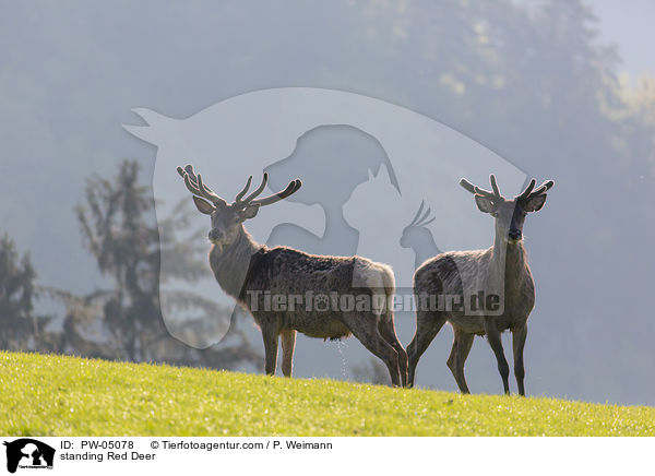 stehende Rothirsche / standing Red Deer / PW-05078