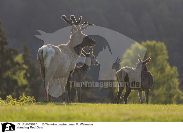 stehende Rothirsche / standing Red Deer / PW-05085