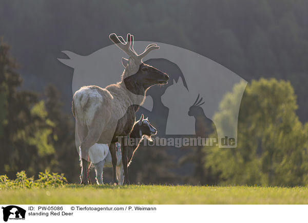 stehende Rothirsche / standing Red Deer / PW-05086