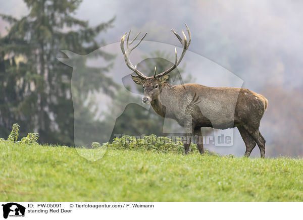 stehender Rothirsch / standing Red Deer / PW-05091