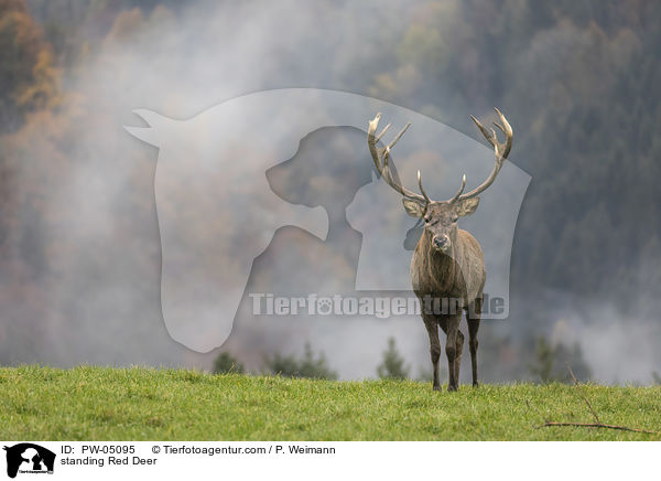 stehender Rothirsch / standing Red Deer / PW-05095