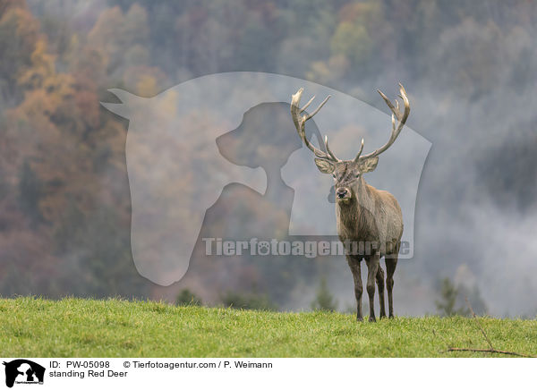 stehender Rothirsch / standing Red Deer / PW-05098