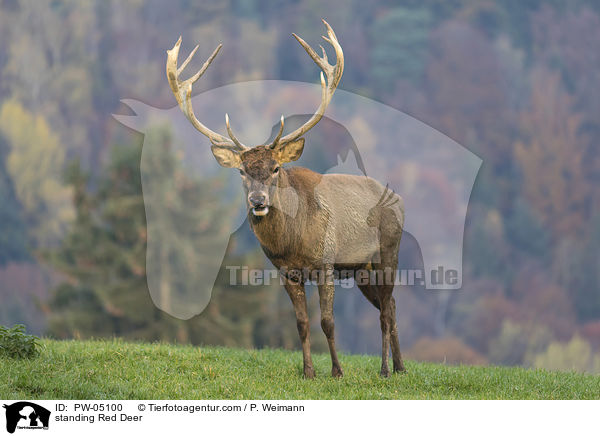 stehender Rothirsch / standing Red Deer / PW-05100