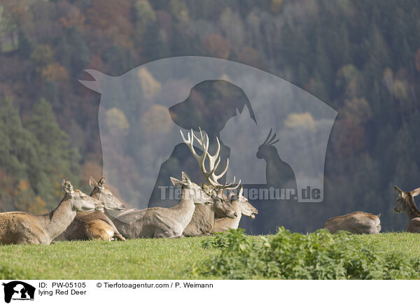 liegende Rothirsche / lying Red Deer / PW-05105