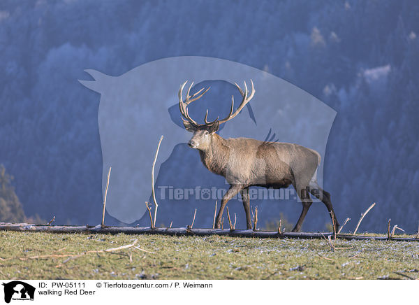 laufender Rothirsch / walking Red Deer / PW-05111