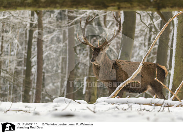 stehender Rothirsch / standing Red Deer / PW-05116