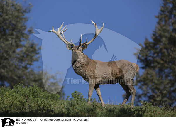 Rothirsch / red deer / PW-05253