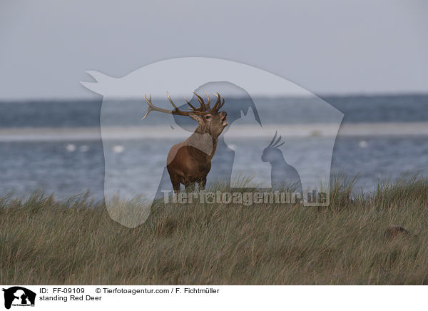 stehender Rothirsch / standing Red Deer / FF-09109