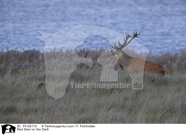 Rothirsch auf dem Dar / Red Deer on the Dar / FF-09110