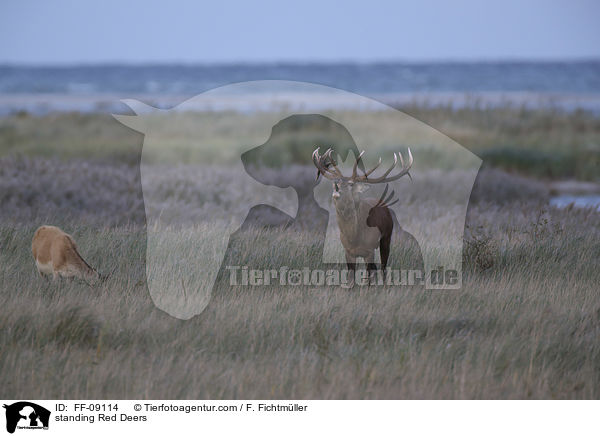 stehende Rothirsche / standing Red Deers / FF-09114