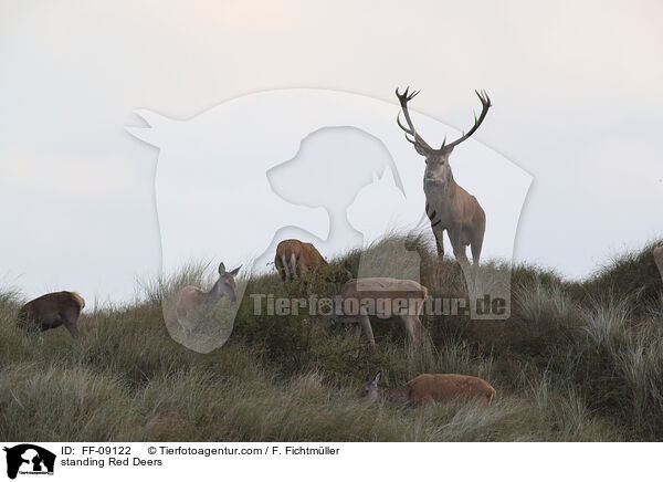 stehende Rothirsche / standing Red Deers / FF-09122