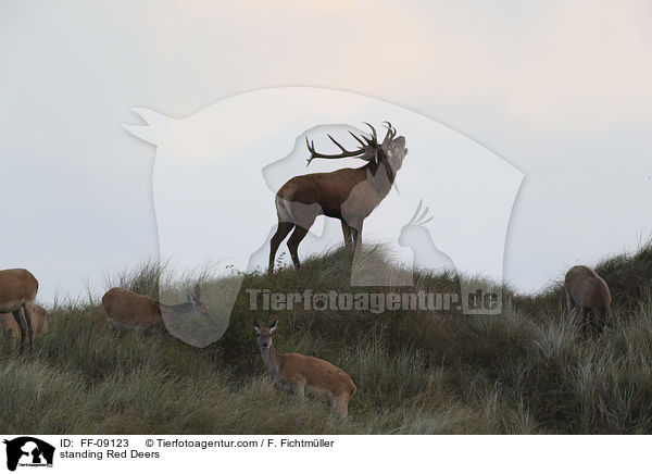 stehende Rothirsche / standing Red Deers / FF-09123