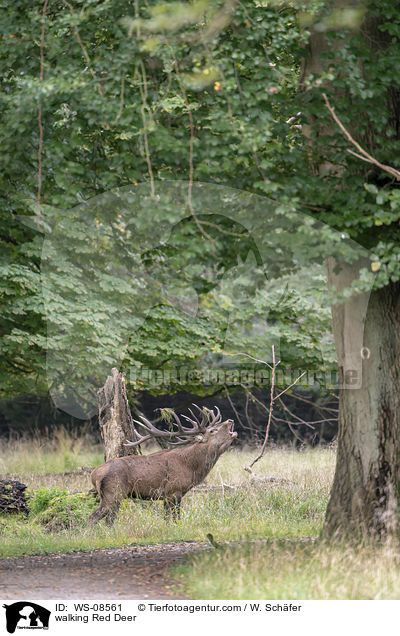 laufendes Rotwild / walking Red Deer / WS-08561