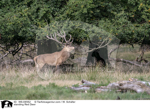 stehendes Rotwild / standing Red Deer / WS-08562