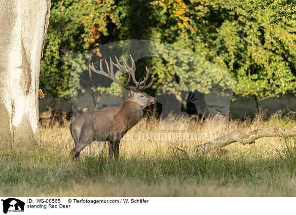 stehendes Rotwild / standing Red Deer / WS-08565