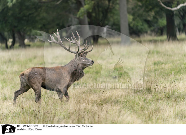 laufendes Rotwild / walking Red Deer / WS-08582