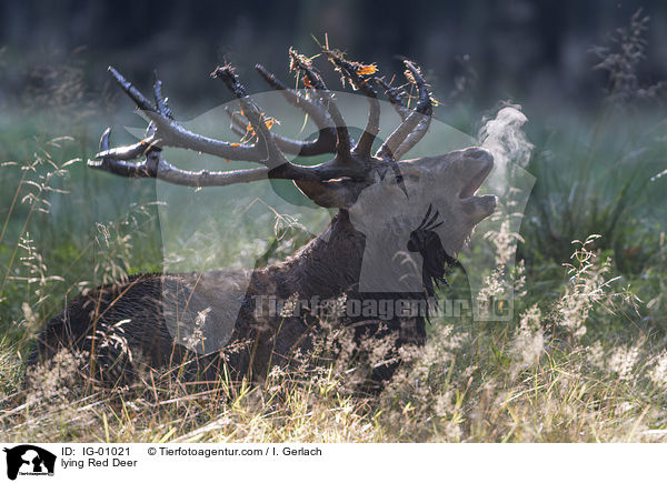 liegender Rothirsch / lying Red Deer / IG-01021