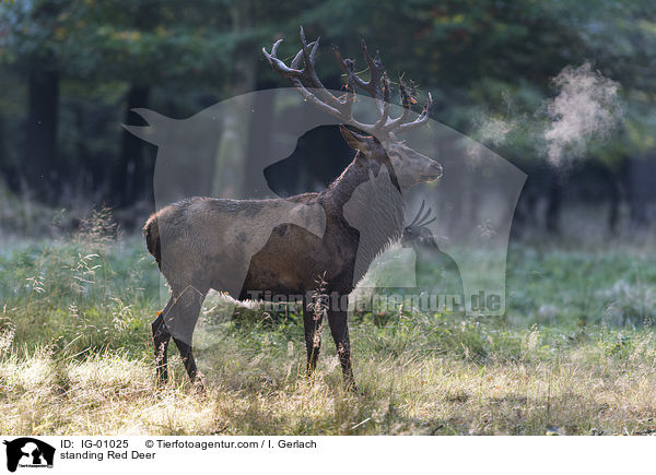 stehender Rothirsch / standing Red Deer / IG-01025