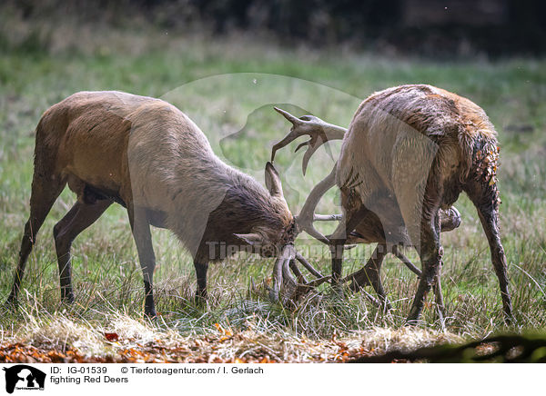 kmpfende Rothirsche / fighting Red Deers / IG-01539