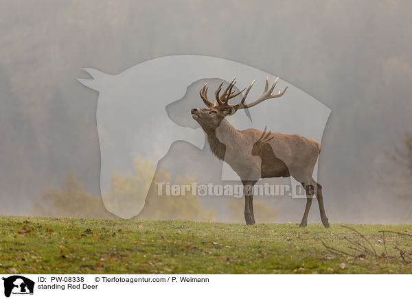 stehender Rothirsch / standing Red Deer / PW-08338