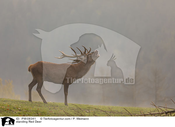 stehender Rothirsch / standing Red Deer / PW-08341