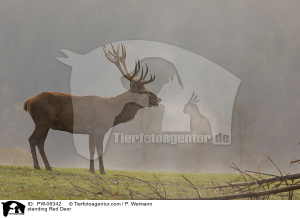 stehender Rothirsch / standing Red Deer / PW-08342