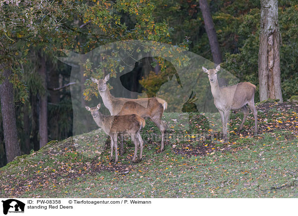 stehendes Rotwild / standing Red Deers / PW-08358
