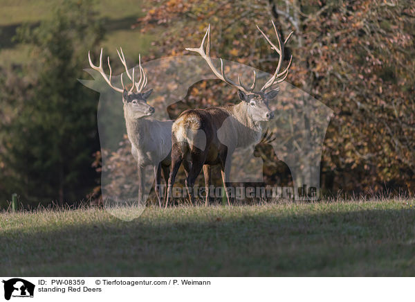 stehendes Rotwild / standing Red Deers / PW-08359
