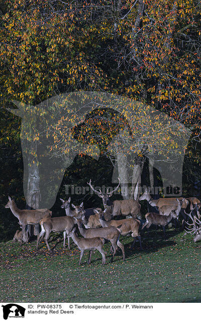 stehendes Rotwild / standing Red Deers / PW-08375