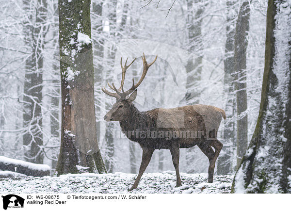 laufendes Rotwild / walking Red Deer / WS-08675