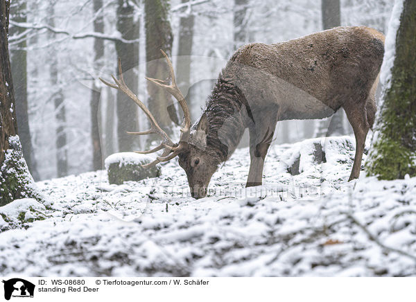 stehendes Rotwild / standing Red Deer / WS-08680