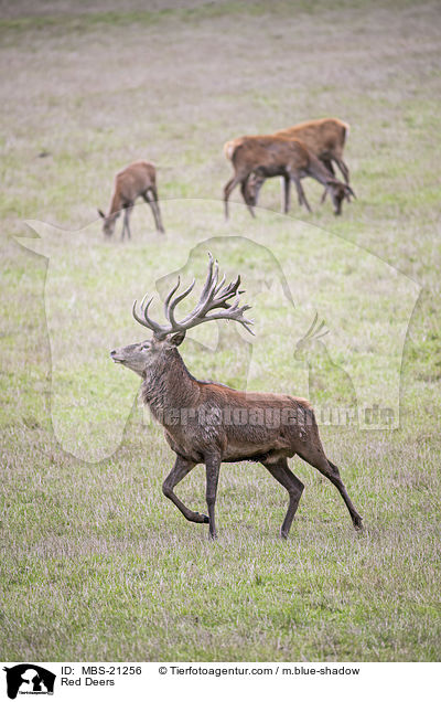 Rotwild / Red Deers / MBS-21256