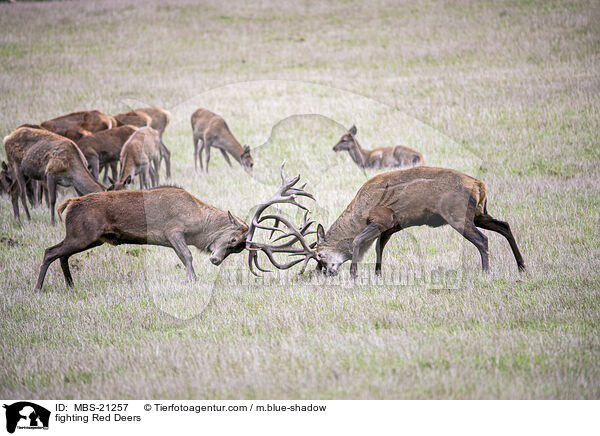 kmpfendes Rotwild / fighting Red Deers / MBS-21257