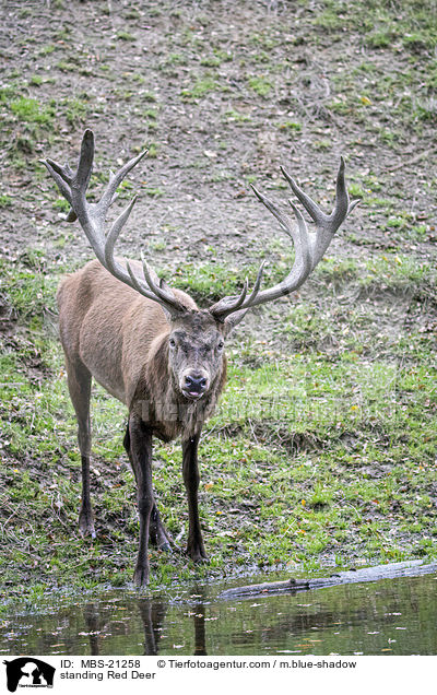 stehendes Rotwild / standing Red Deer / MBS-21258