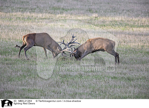 kmpfendes Rotwild / fighting Red Deers / MBS-21264