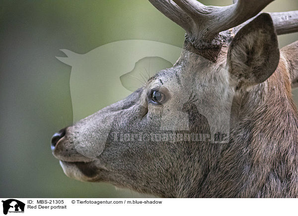 Rotwild Portrait / Red Deer portrait / MBS-21305