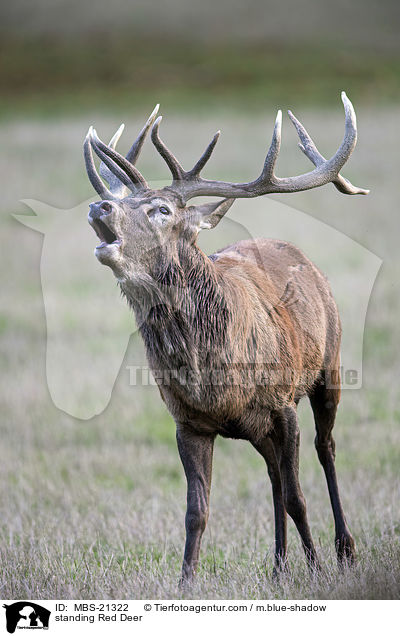 stehendes Rotwild / standing Red Deer / MBS-21322