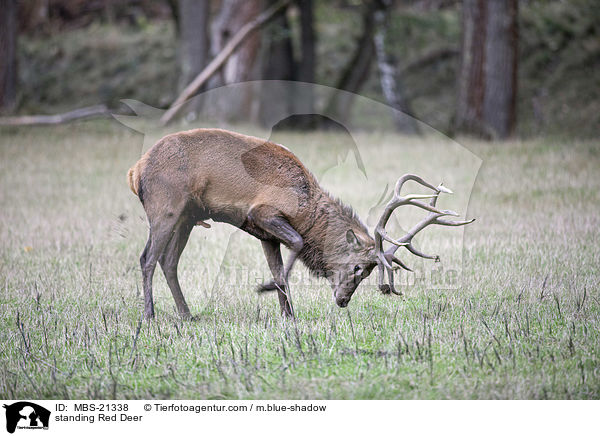 stehendes Rotwild / standing Red Deer / MBS-21338