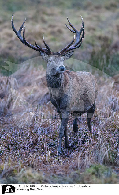 stehender Rothirsch / standing Red Deer / FH-01063